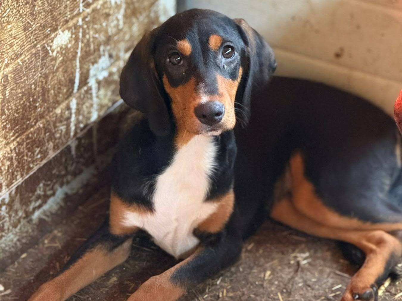 Adotta un cane, femmina, 7 mesi, Firenze