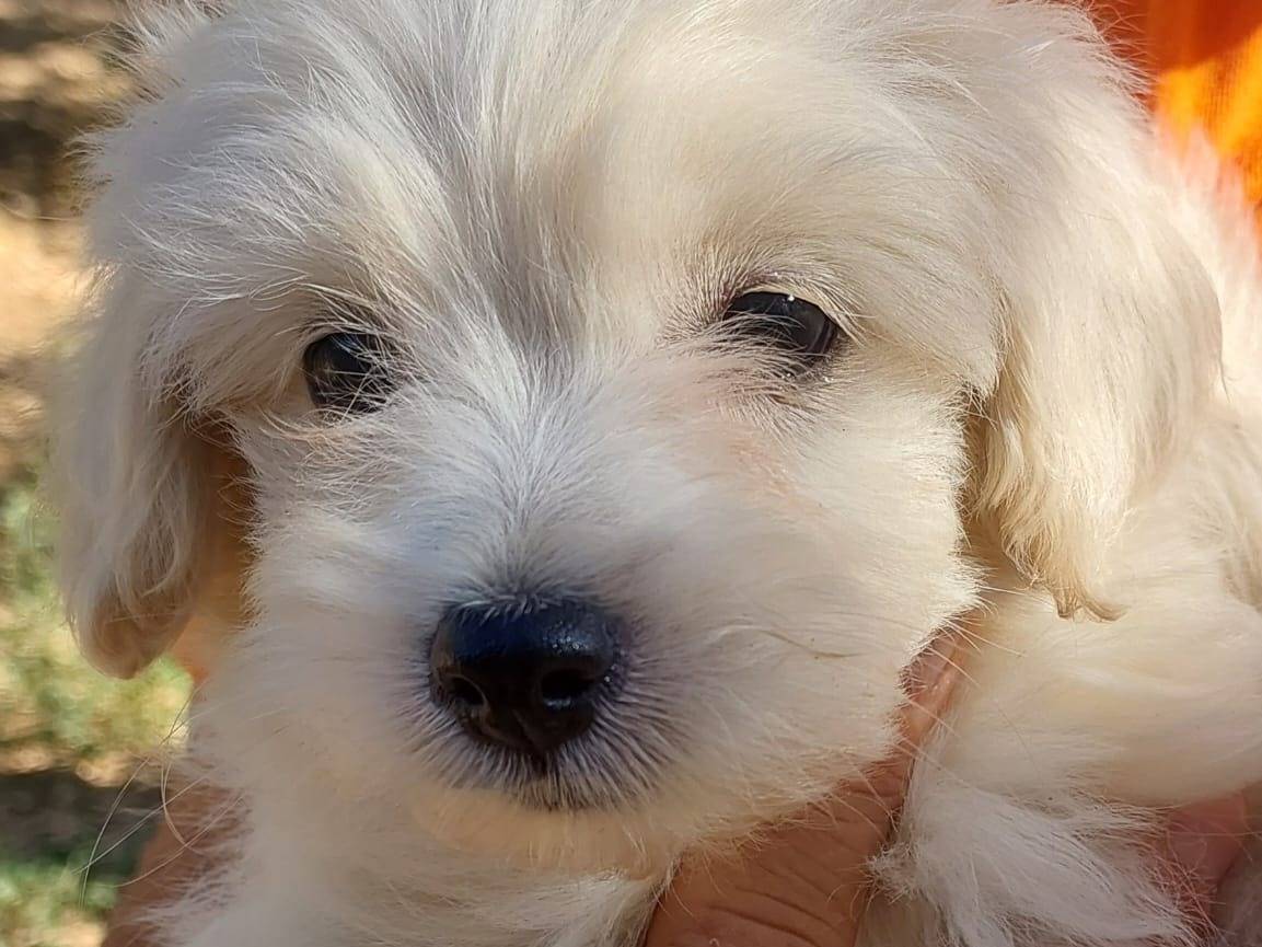 Adotta un cane, maschio, 2 mesi, Milano