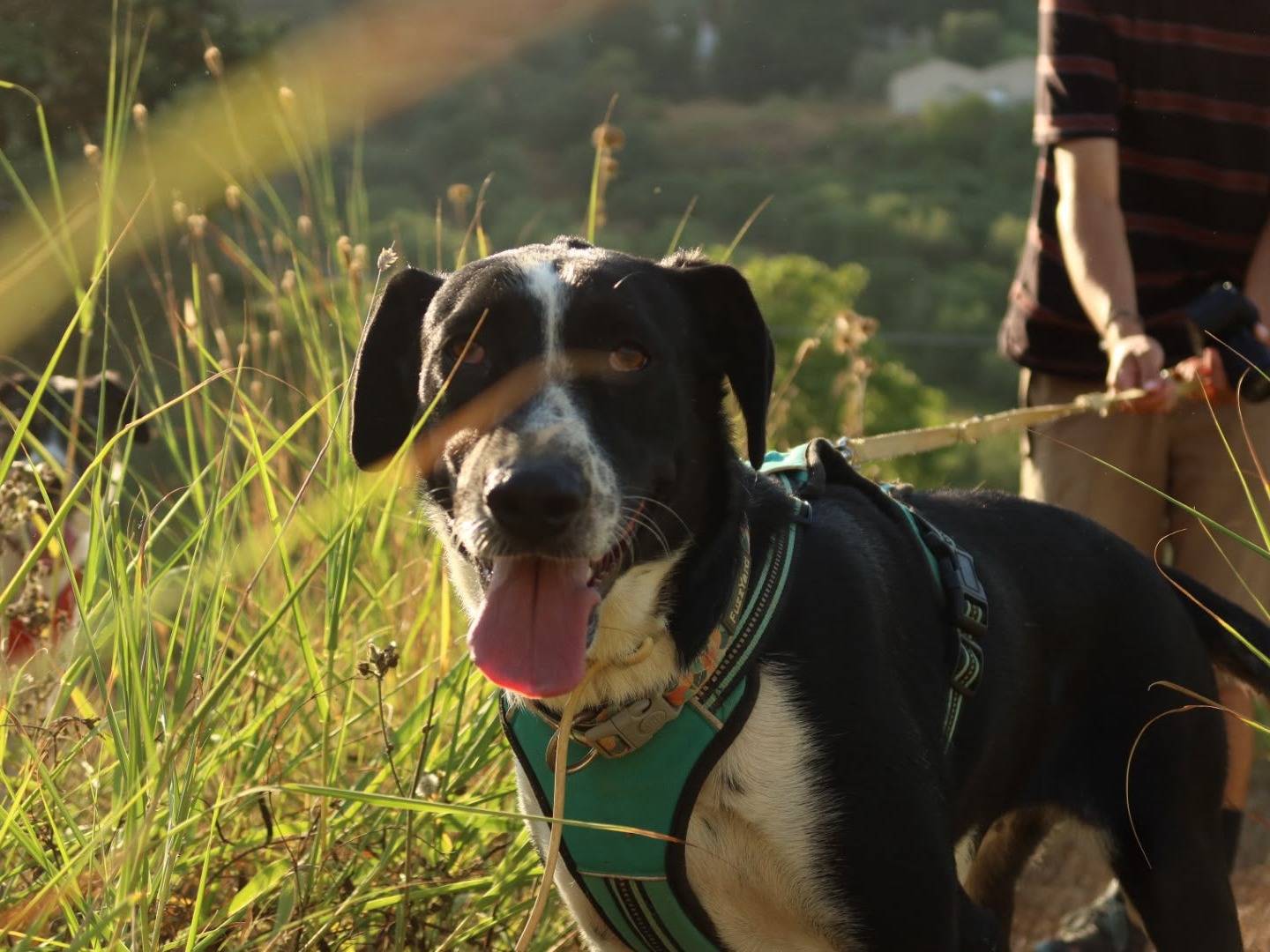 Vuoi adottare un cane a Trapani?