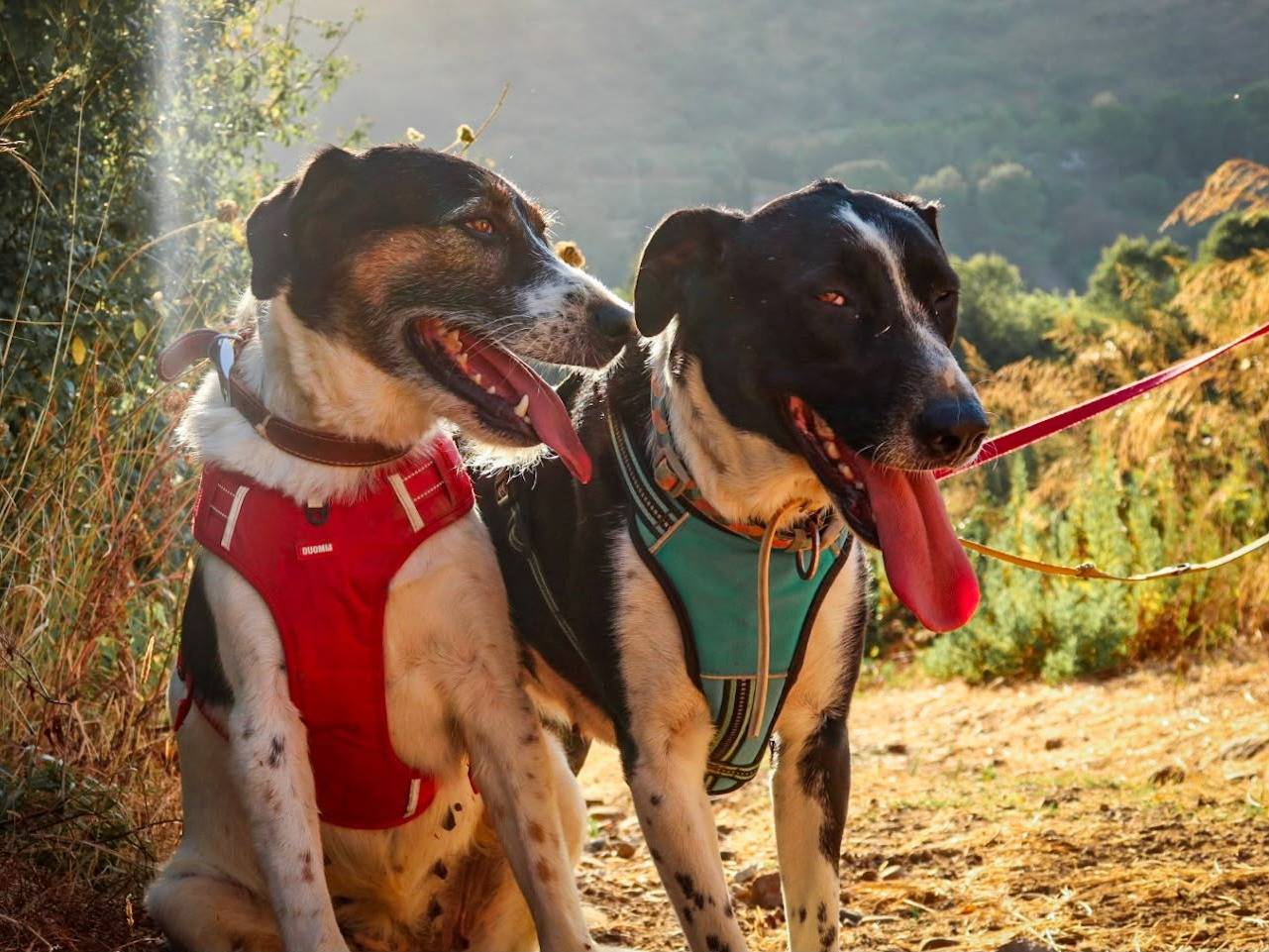 Adotta il cane Naly a Trapani