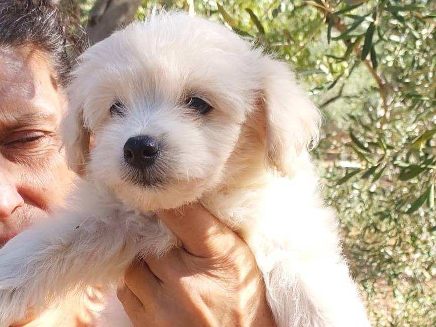 Adozione cane, maschio, Maltese Volpino di Pomerania, 2 mesi, taglia piccola, Milano
