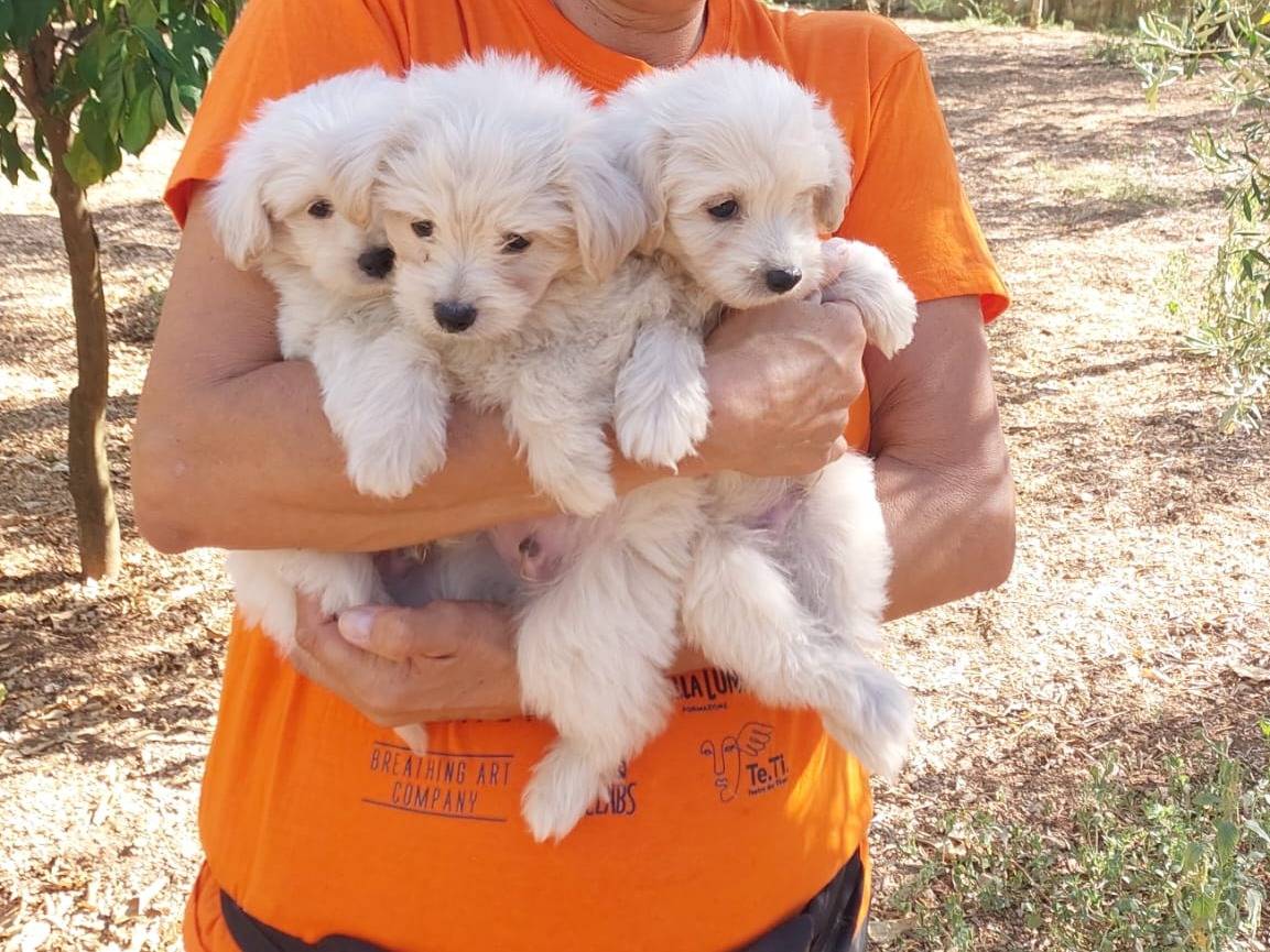 Vuoi adottare un cane a Milano?
