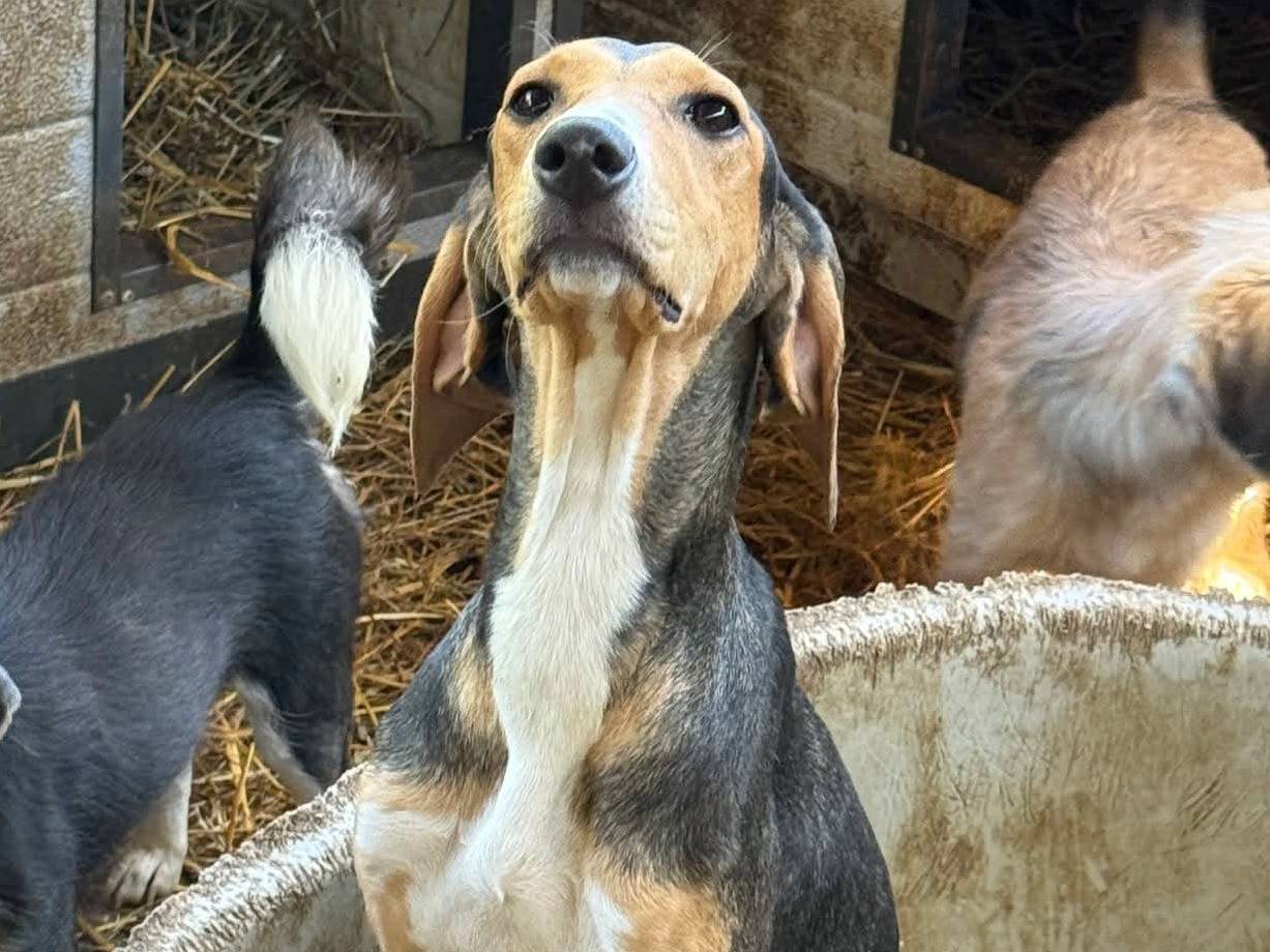 Vuoi adottare un cane a Firenze?