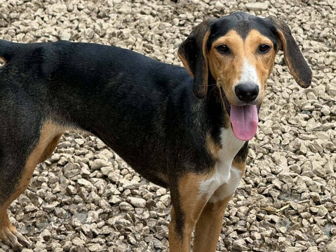 Adotta un cane, taglia media contenuta, femmina, Firenze
