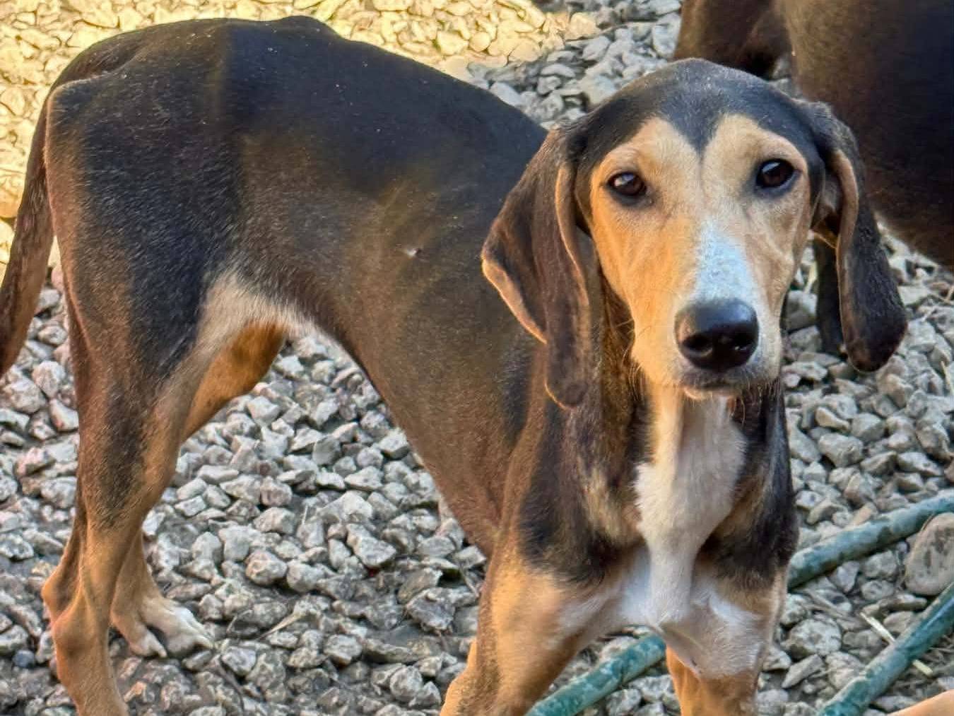 Adotta un cane, femmina, 7 mesi, Firenze