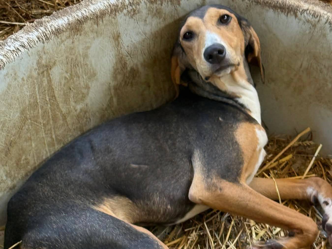 Adozione cane, femmina, Razza sconosciuta Razza sconosciuta, 7 mesi, taglia media contenuta, Firenze