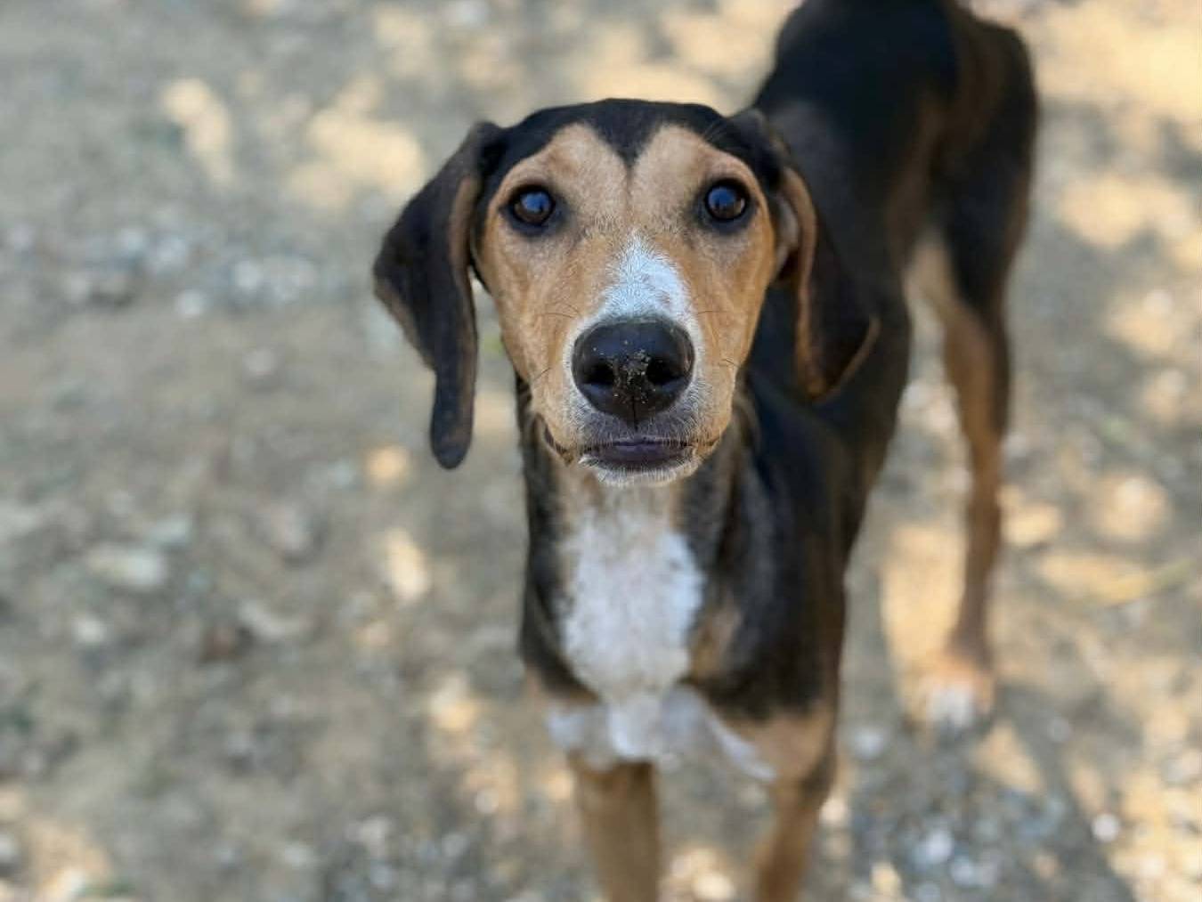Adotta il cane AKIRA a Firenze