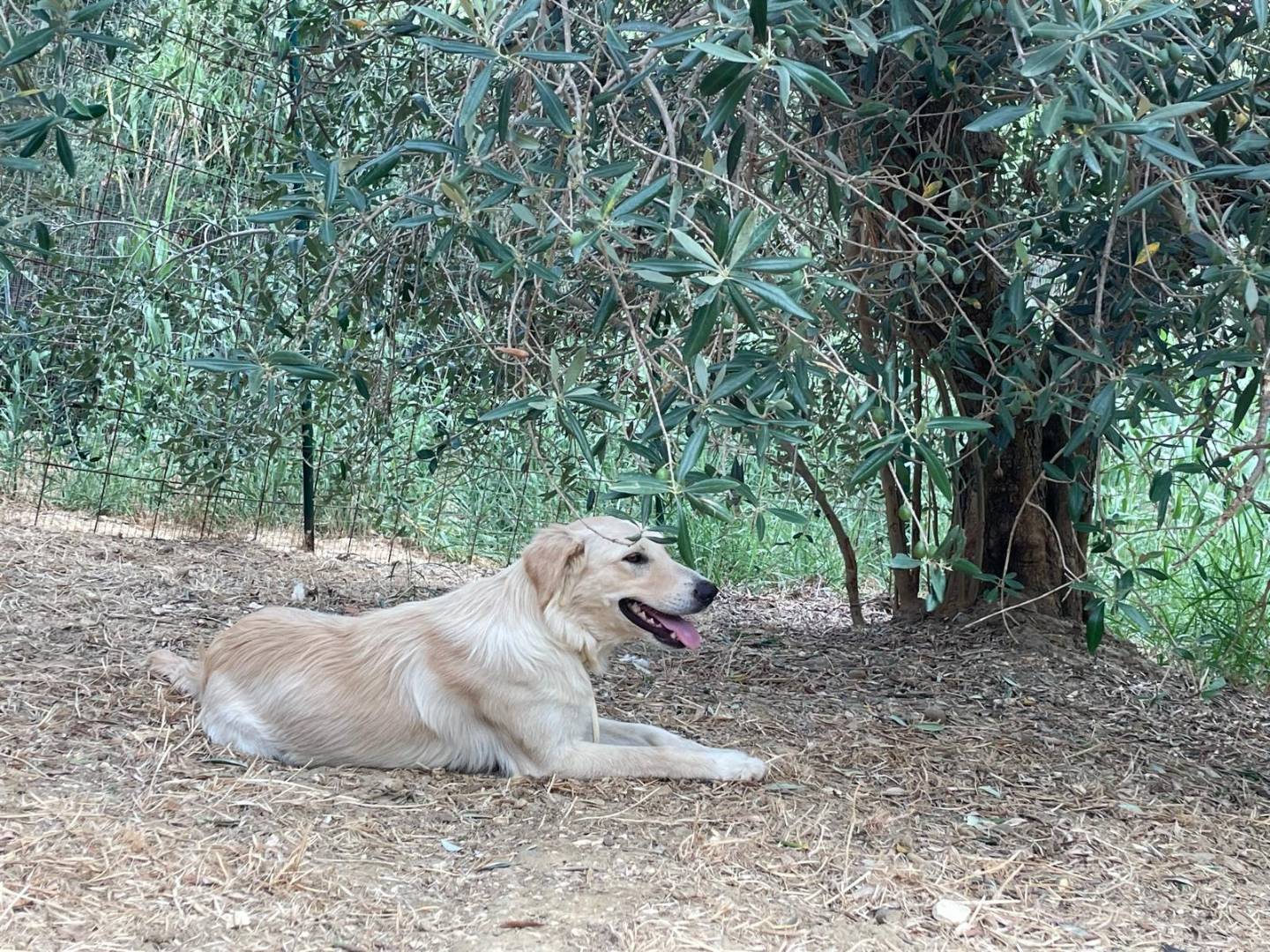 Vuoi adottare un cane a Trapani?