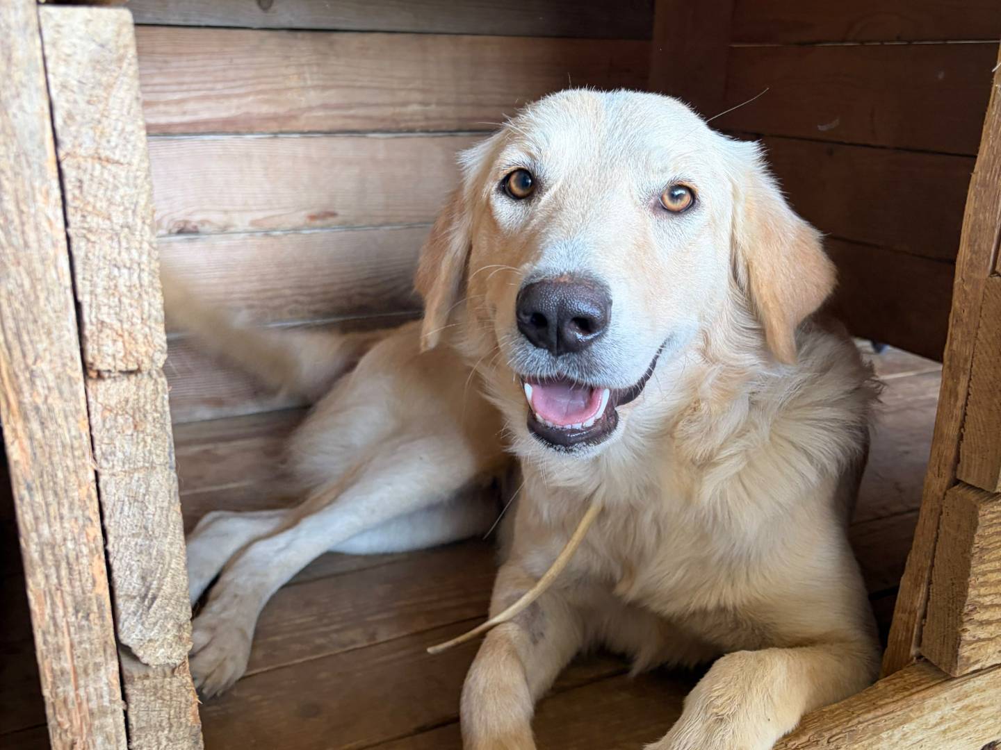 Adotta il cane Jasmine a Trapani