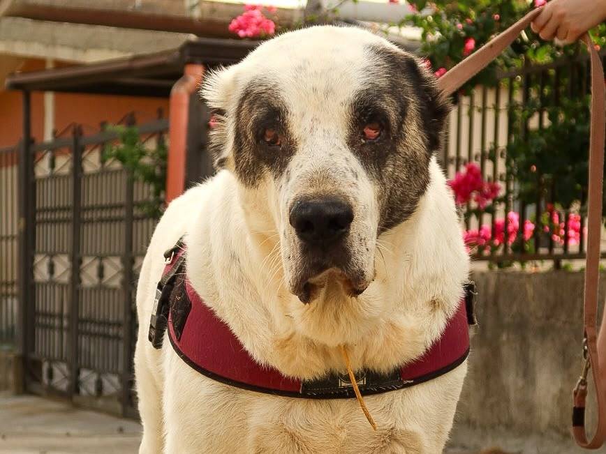 Adotta un cane, maschio, 5 anni e 3 mesi, Trapani