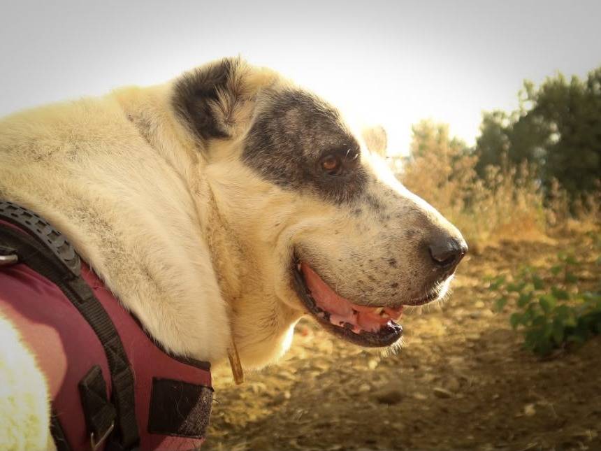 Adotta il cane Tito a Trapani