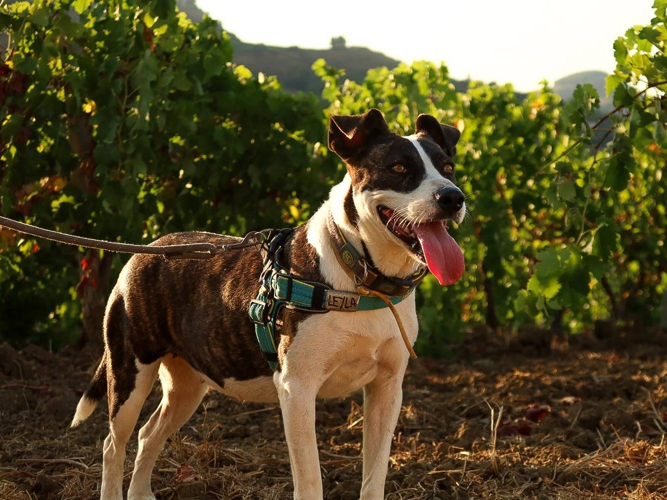 Adotta un cane, taglia media, femmina, Trapani