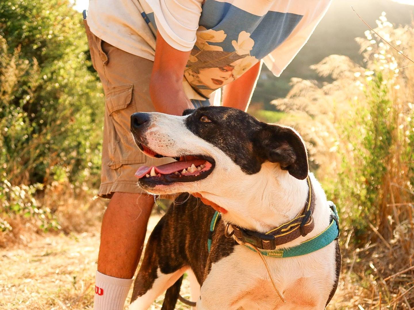 Vuoi adottare un cane a Trapani?