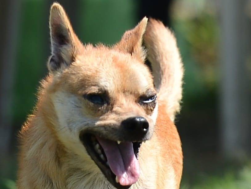 Adotta un cane, maschio, 1 anno e 8 mesi, Roma