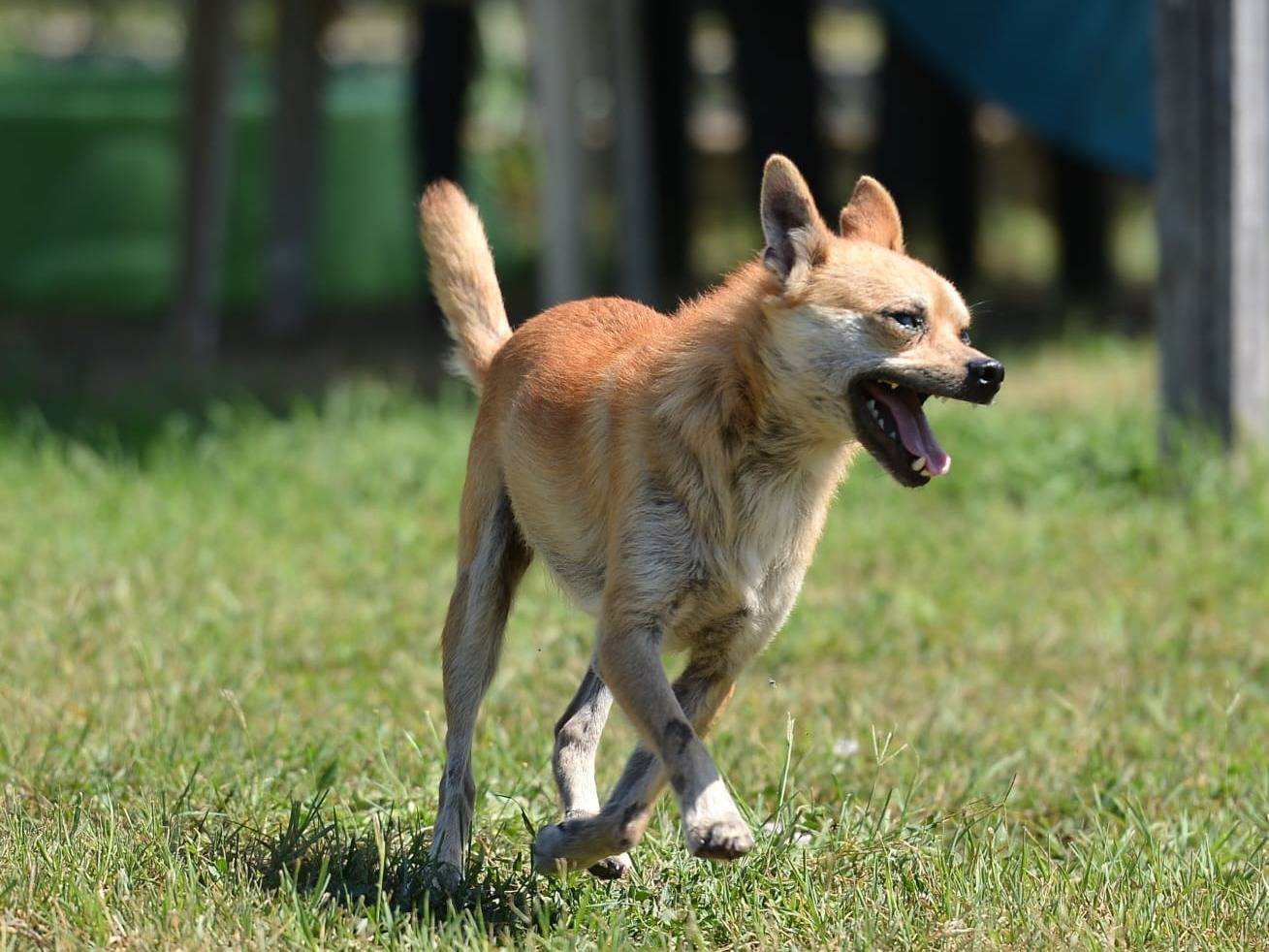 Adozione cane, maschio, Razza sconosciuta Razza sconosciuta, 1 anno e 8 mesi, taglia piccola, Roma