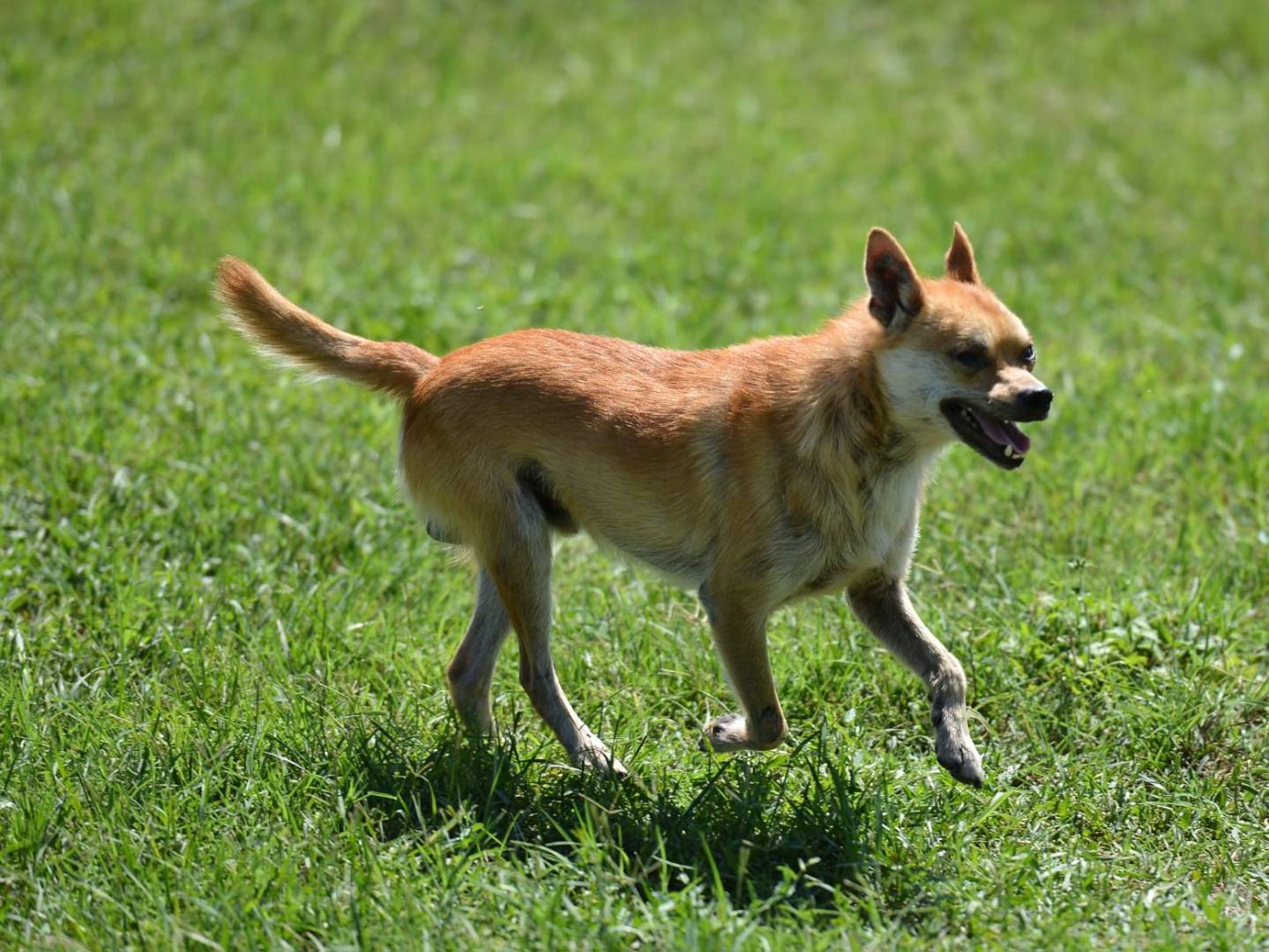 Adotta un cane, taglia piccola, maschio, Roma