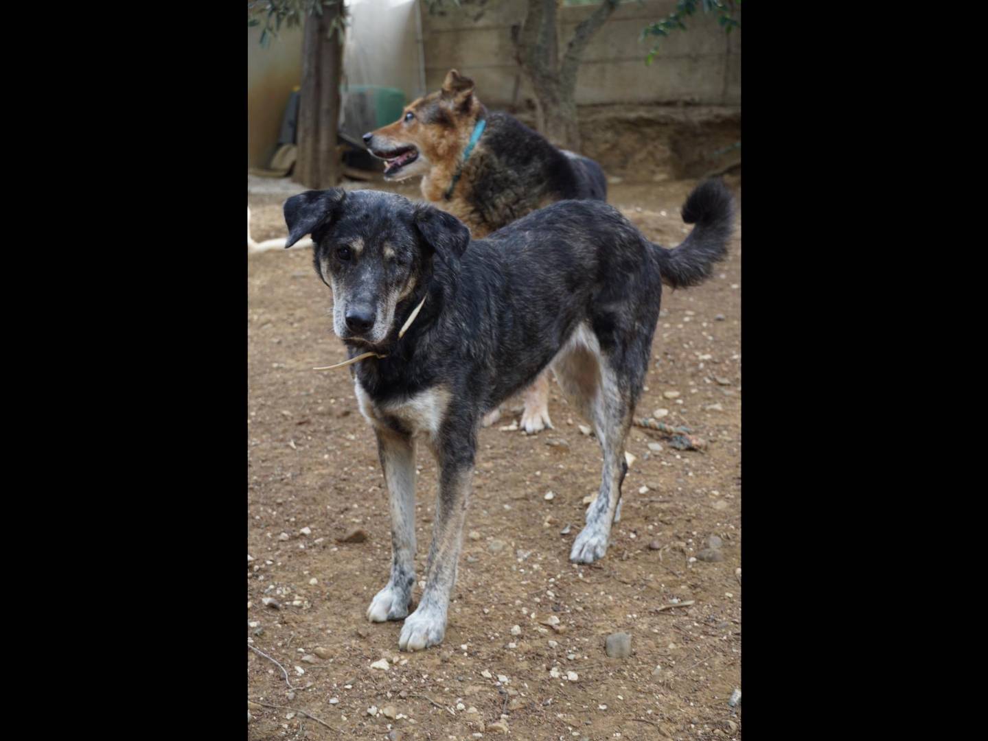 Adotta un cane, femmina, 5 anni e 8 mesi, Trapani