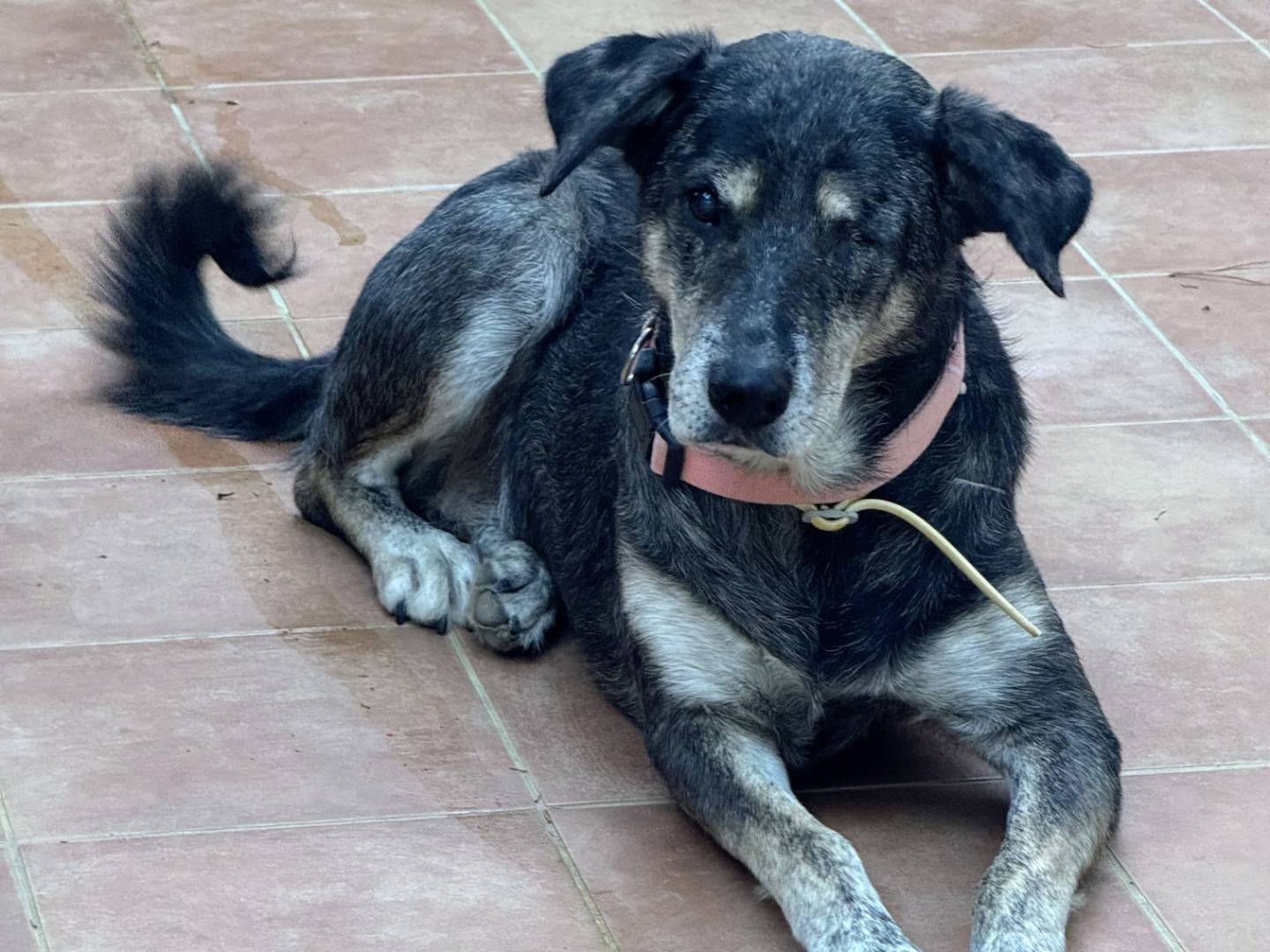 Vuoi adottare un cane a Trapani?