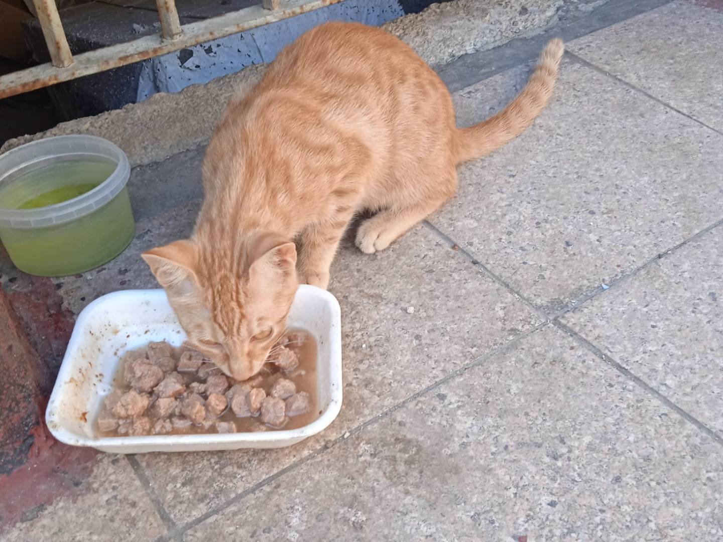 Adozione gatto, femmina, Razza sconosciuta Razza sconosciuta, 4 mesi, taglia non valida, Napoli