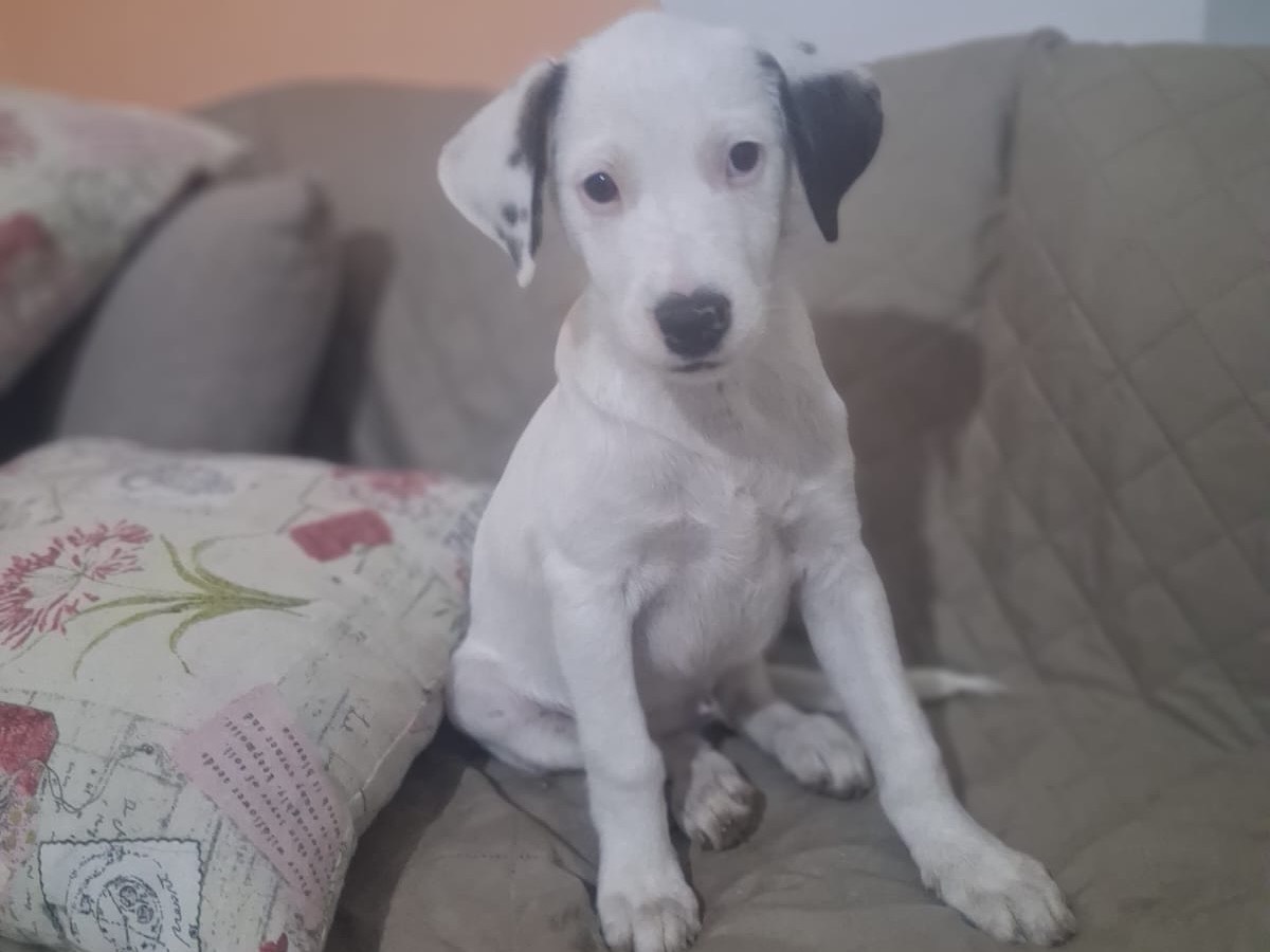 Adozione cane, maschio, Razza sconosciuta Razza sconosciuta, 3 mesi, taglia media contenuta, Trento