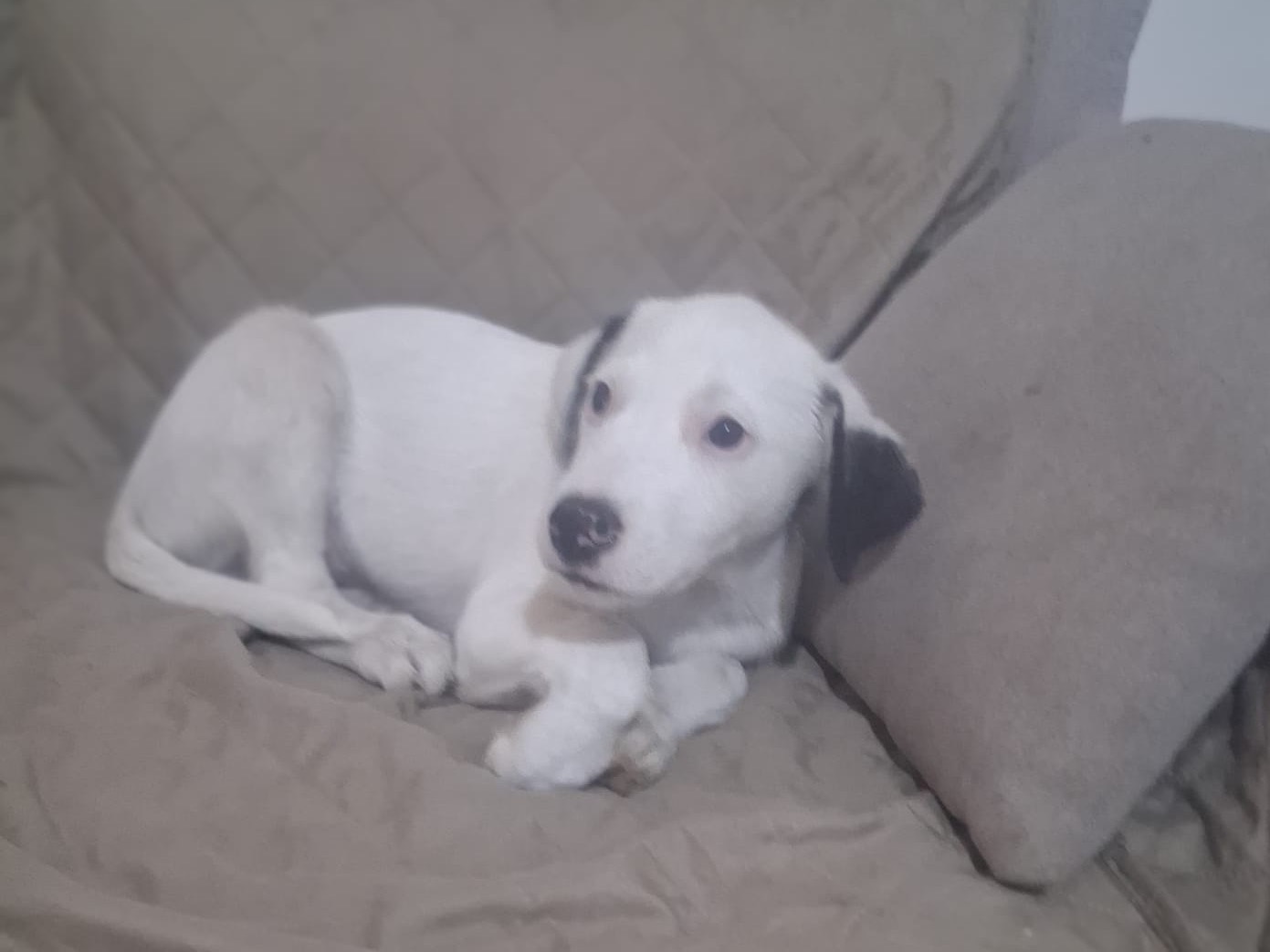 Adotta un cane, maschio, 3 mesi, Trento
