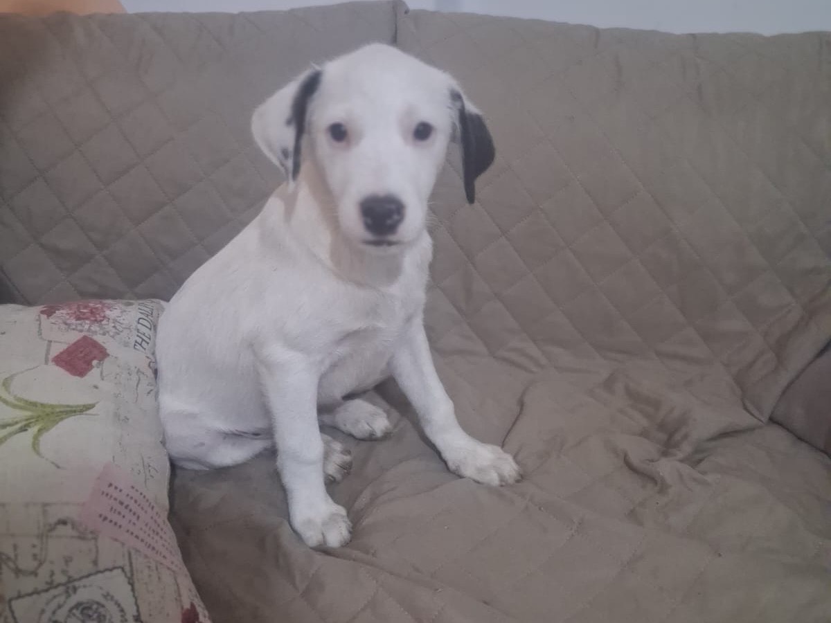 Adotta un cane, taglia media contenuta, maschio, Trento