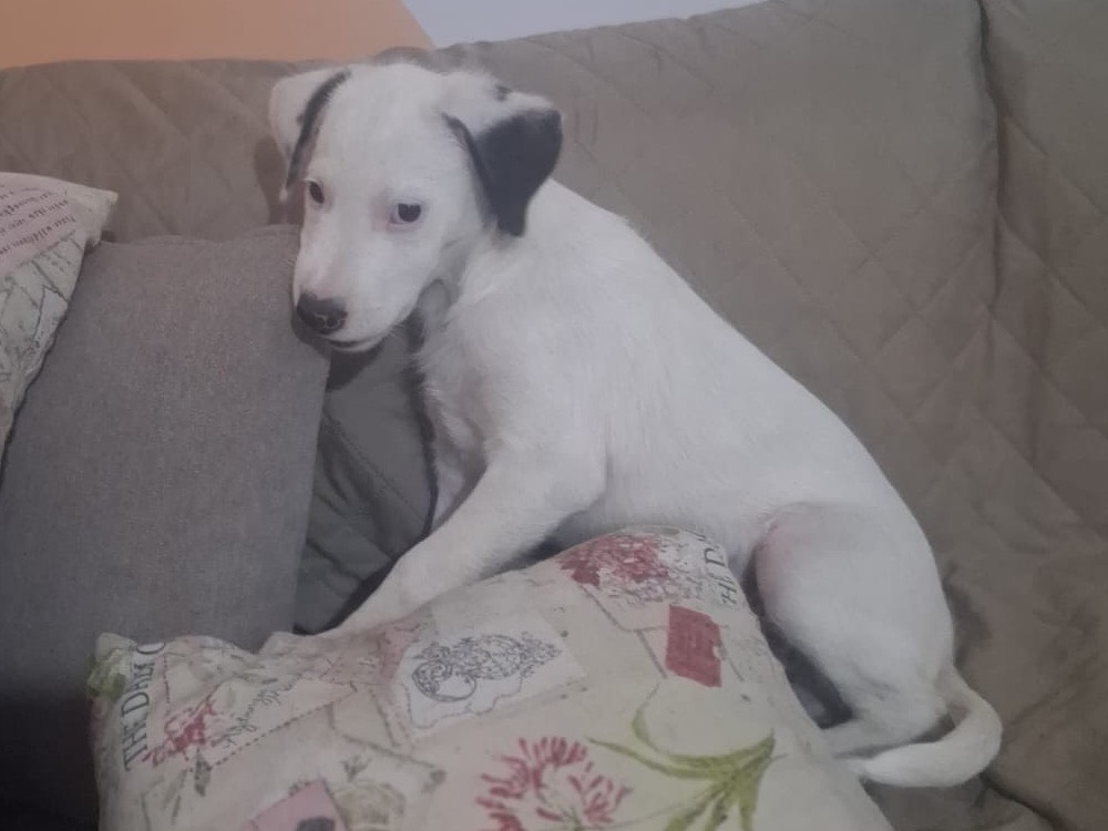 Vuoi adottare un cane a Trento?