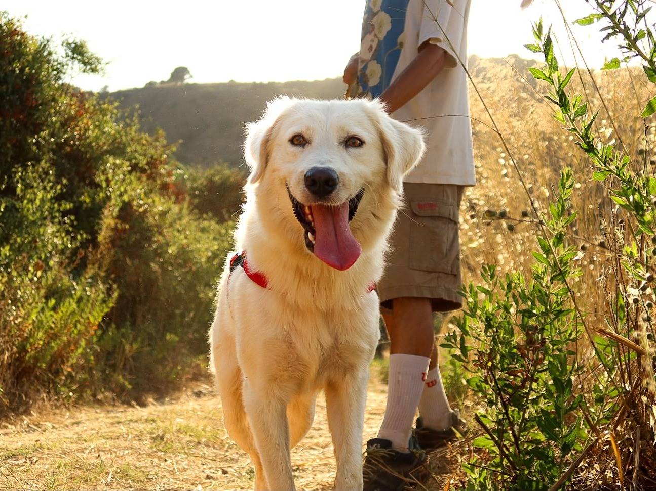 Adozione cane, maschio, Pastore maremmano Razza sconosciuta, 1 anno e 3 mesi, taglia grande, Trapani