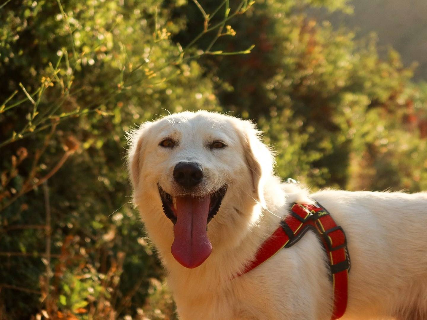 Adotta un cane, maschio, 1 anno e 3 mesi, Trapani