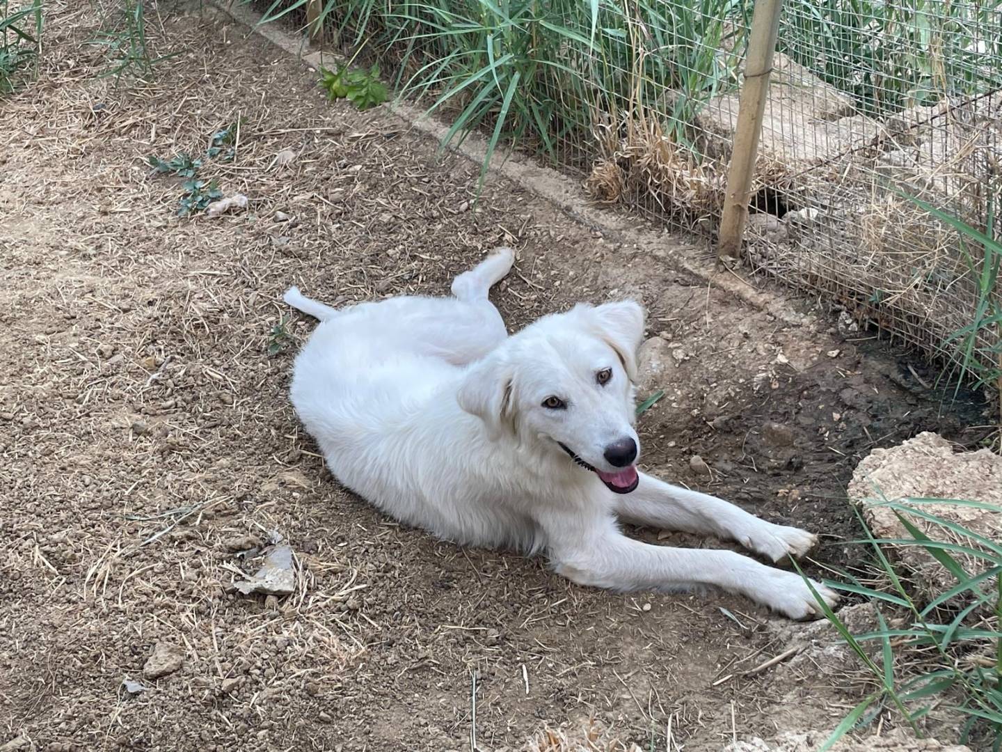 Adotta un cane, taglia grande, maschio, Trapani