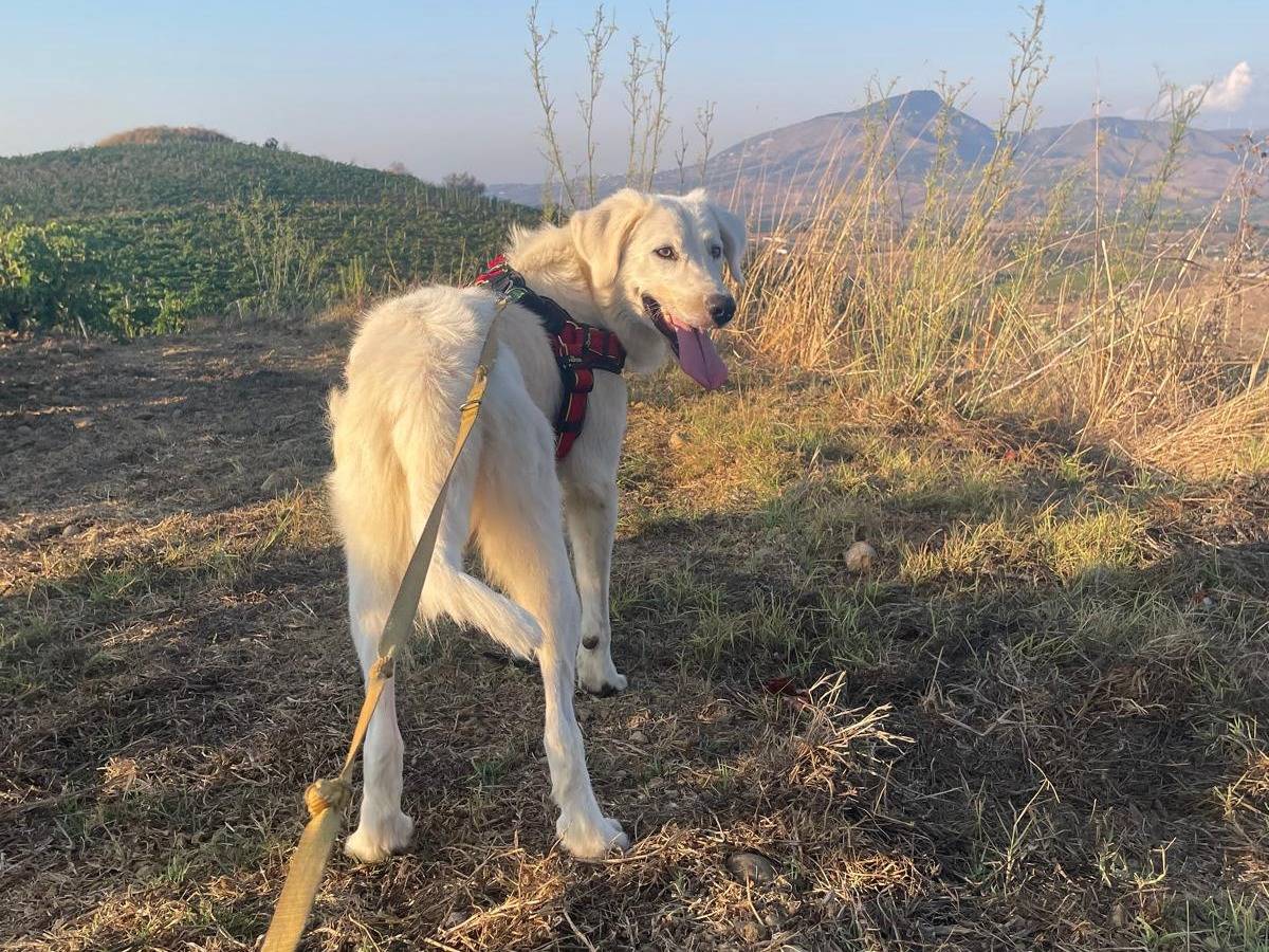 Vuoi adottare un cane a Trapani?