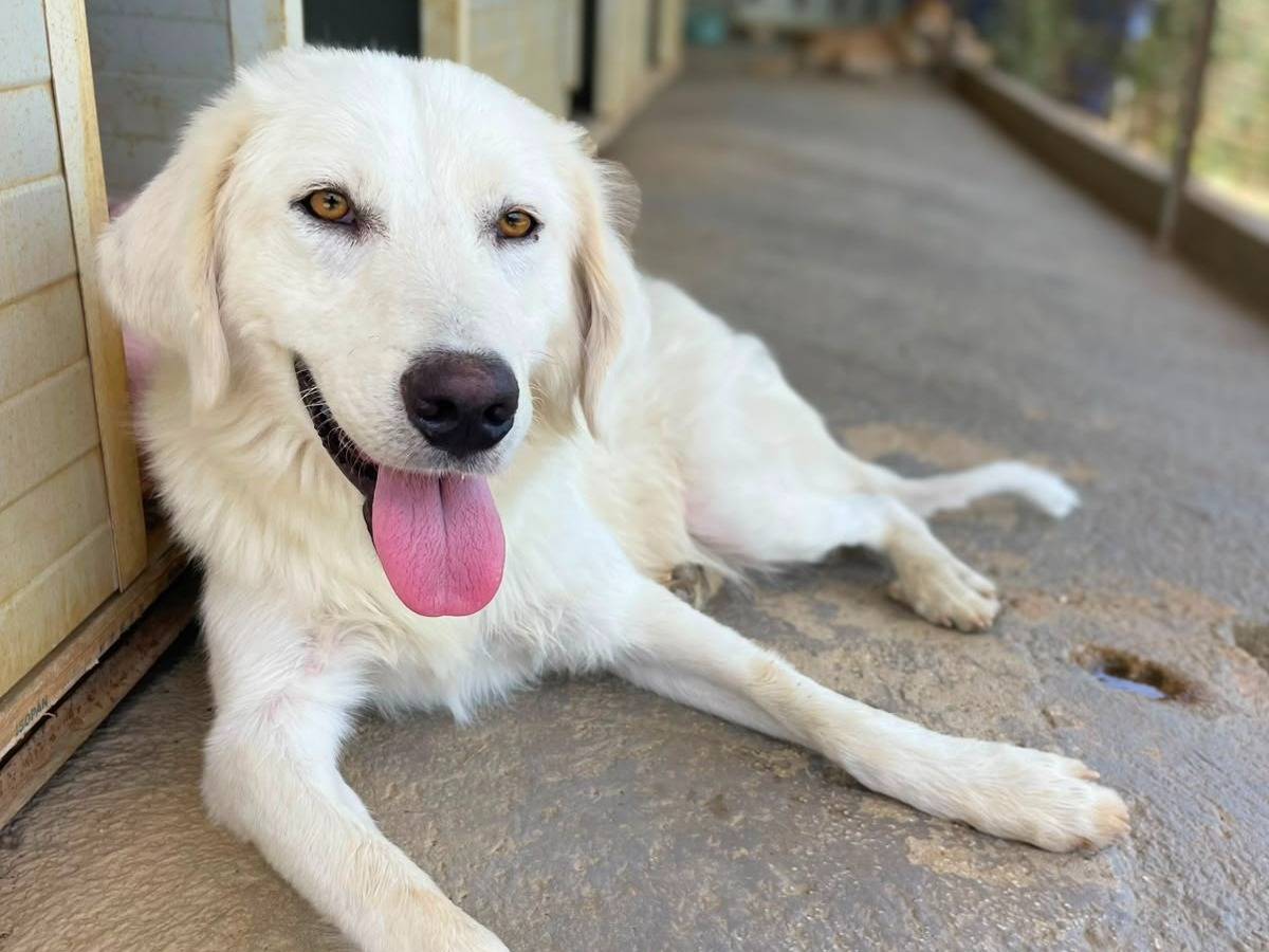 Adotta il cane Ali a Trapani