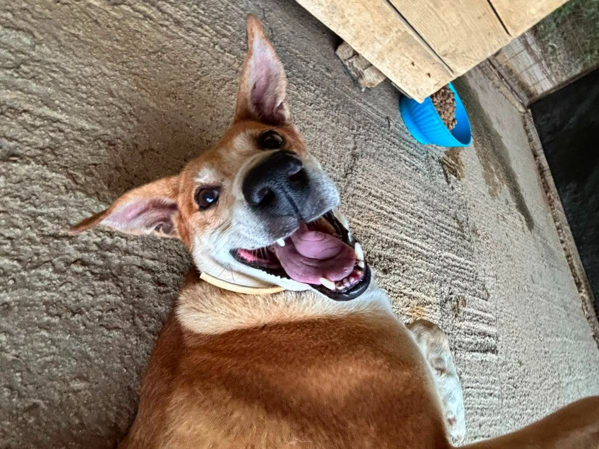 Adotta il cane Vicky a Trapani