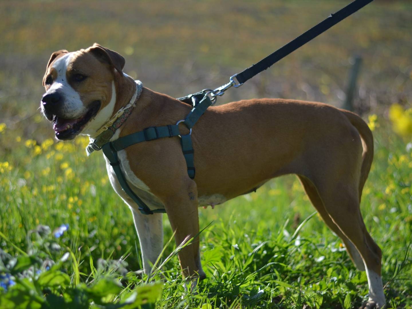 Adozione cane, femmina, Pitbull Razza sconosciuta, 10 anni e 4 mesi, taglia media, Trapani