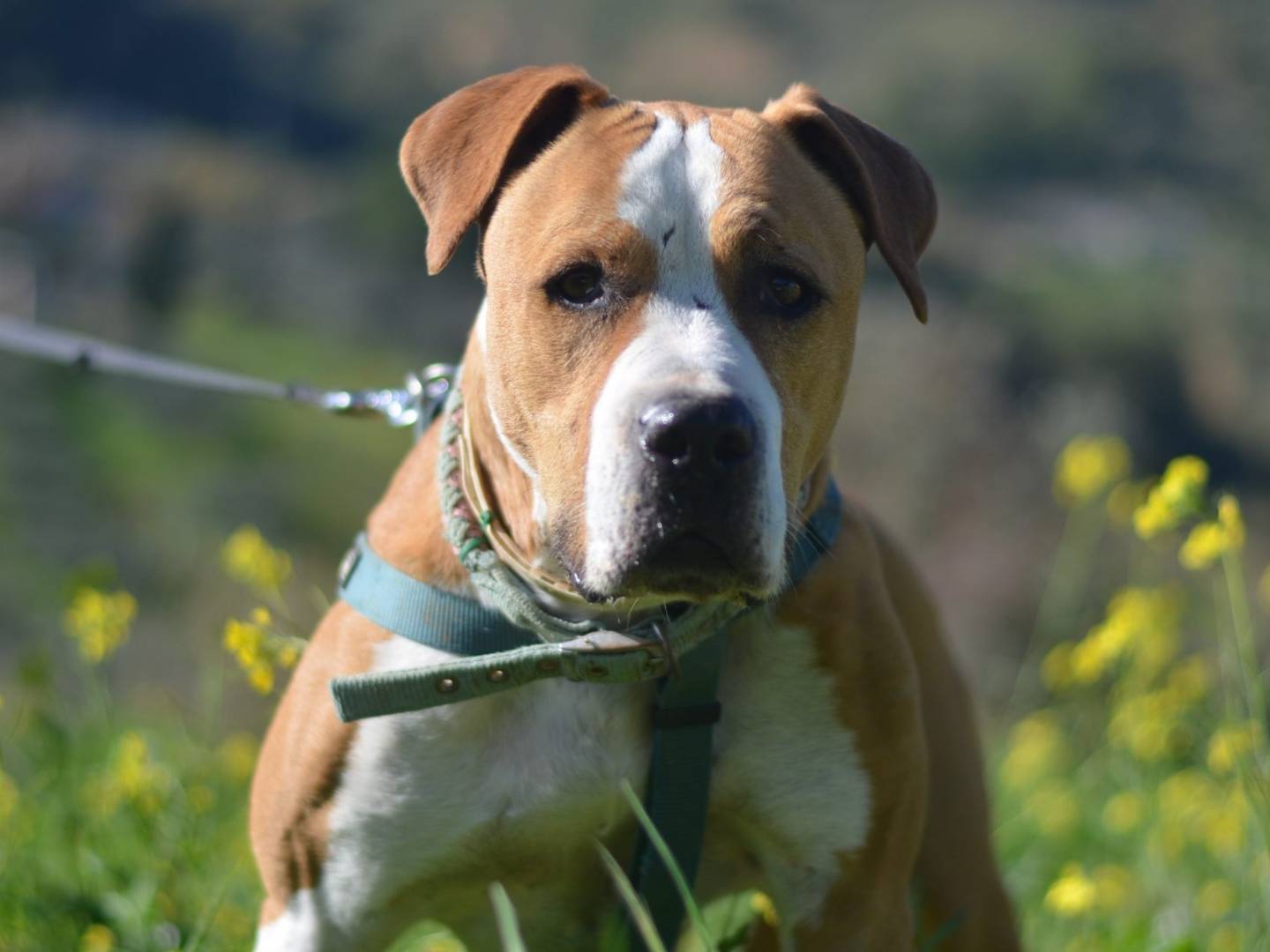 Adotta un cane, femmina, 10 anni e 4 mesi, Trapani