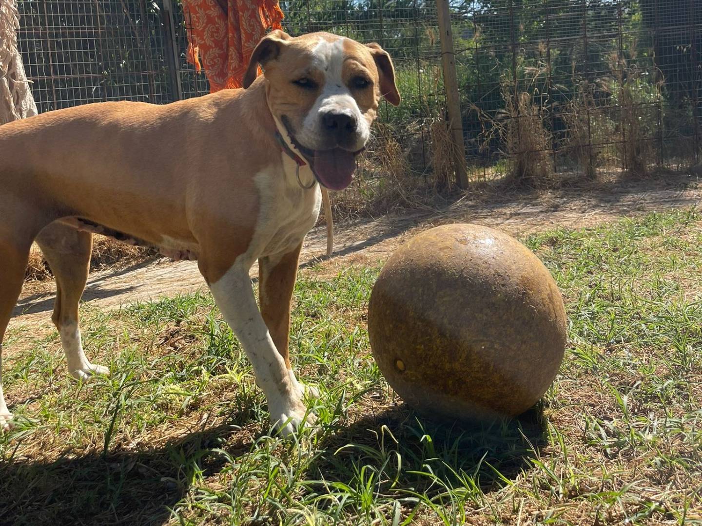 Vuoi adottare un cane a Trapani?