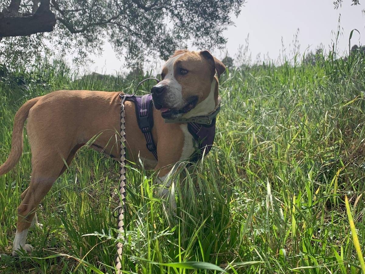 Adotta il cane Olga a Trapani
