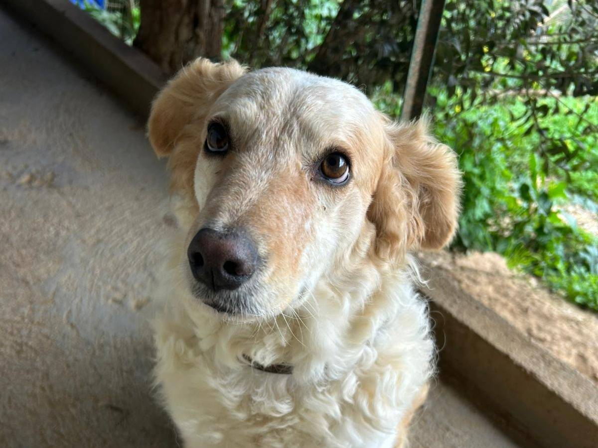 Adotta un cane, femmina, 6 anni, Trapani