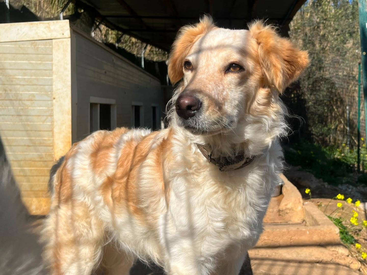 Vuoi adottare un cane a Trapani?