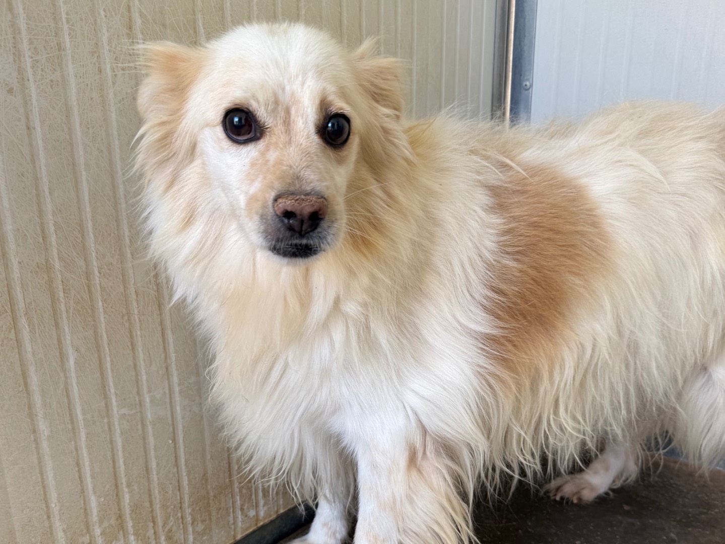 Adozione cane, maschio, Razza sconosciuta Razza sconosciuta, 4 anni e 1 mese, taglia media contenuta, Latina