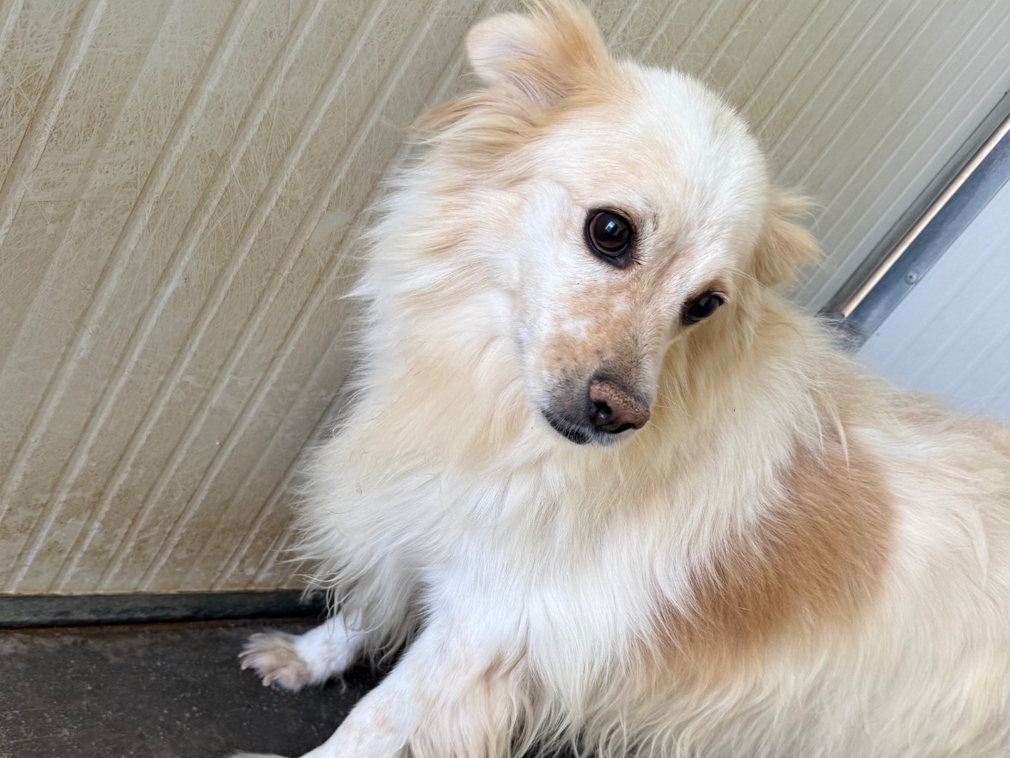 Adotta un cane, maschio, 4 anni e 1 mese, Latina