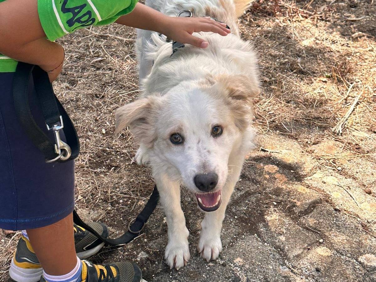 Adotta un cane, maschio, 1 anno, Bari