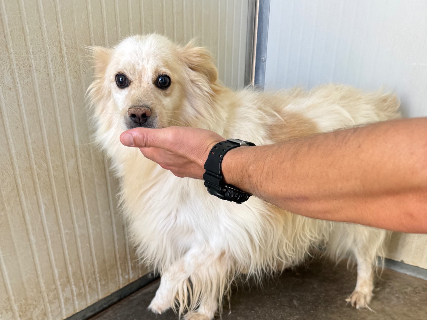 Adotta un cane, taglia media contenuta, maschio, Latina
