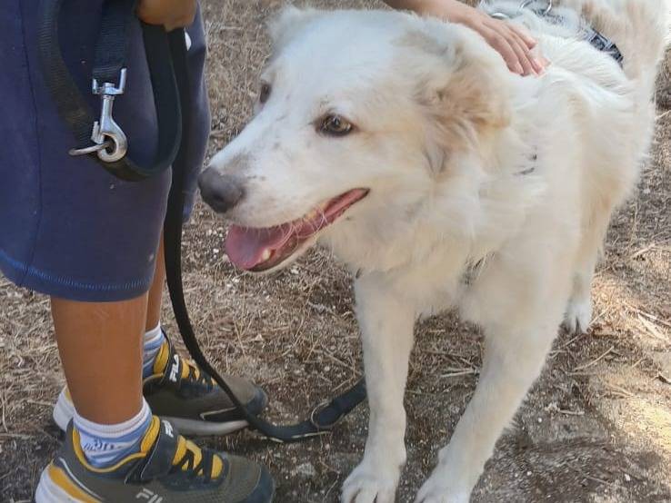 Adotta un cane, taglia media, maschio, Bari