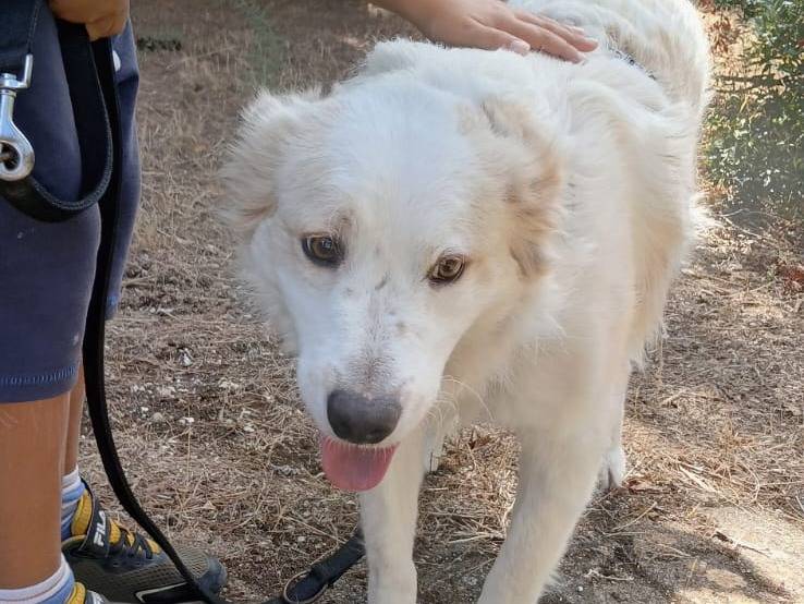 Vuoi adottare un cane a Bari?
