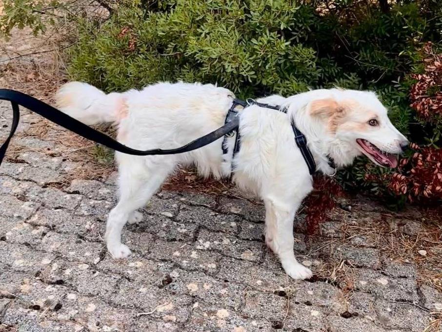 Adotta il cane Lollo a Bari
