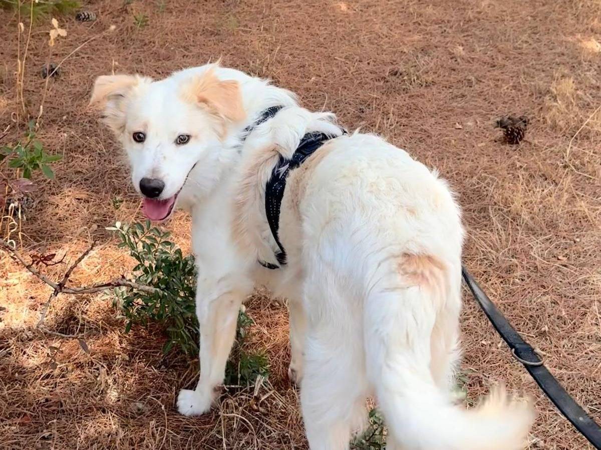 Adozione cane, maschio, Razza sconosciuta Razza sconosciuta, 1 anno, taglia media, Bari