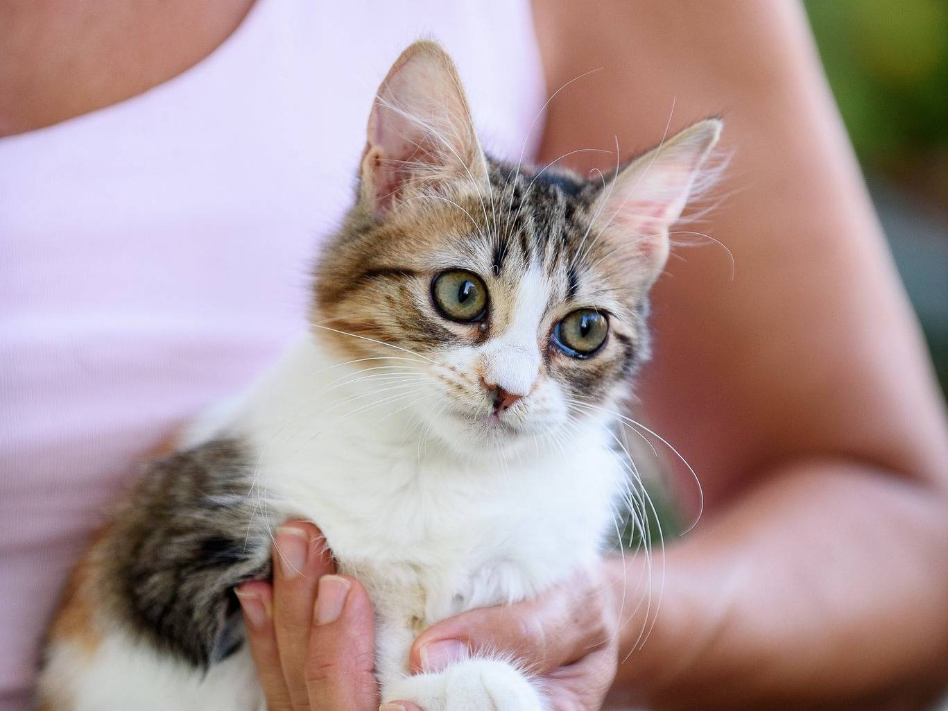 Adotta il gatto FRIDA a Milano