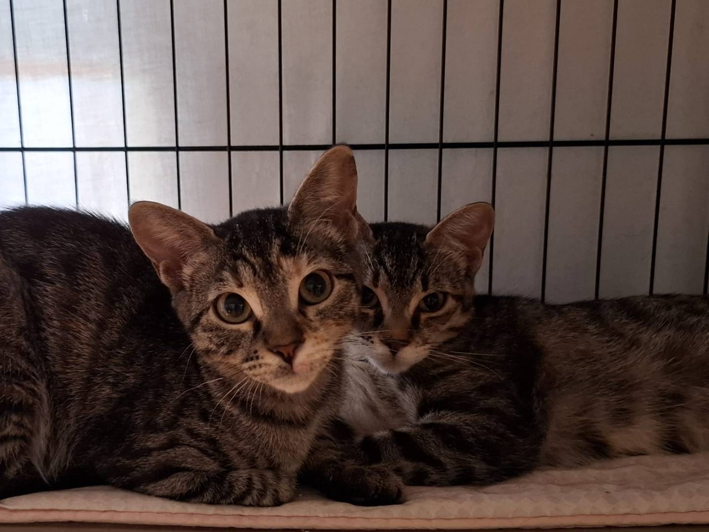 Adozione gatto, femmina, Razza sconosciuta Razza sconosciuta, 4 mesi, taglia non valida, Novara