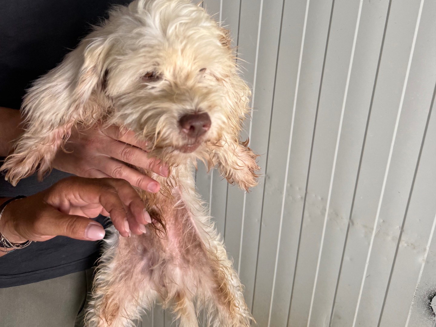 Adotta un cane, maschio, 9 mesi, Latina